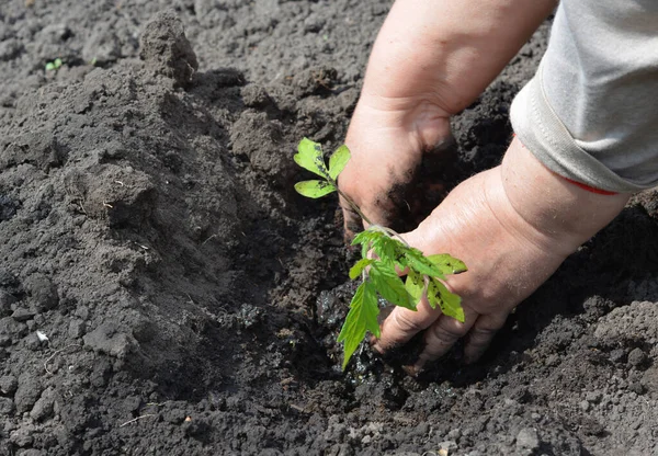 Jardinero Está Plantando Plántulas Tomate Suelo Huerto Primavera Para Cultivar — Foto de Stock