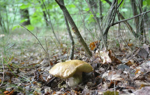 Boletus Edulis Cep Penny Bun Porcino Cogumelo Comestível Com Uma — Fotografia de Stock