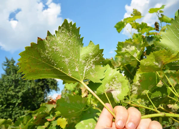 A close-up on a grapevine leaves infected with a powdery mildew, downy mildew, yellow spots which need treatment from fungal disease that can lead to a severe crop loss of grapes. — Stock Image Close Grapevine Leaves Infected Powdery Mildew Downy Mildew Yellow Spots Stock Picture