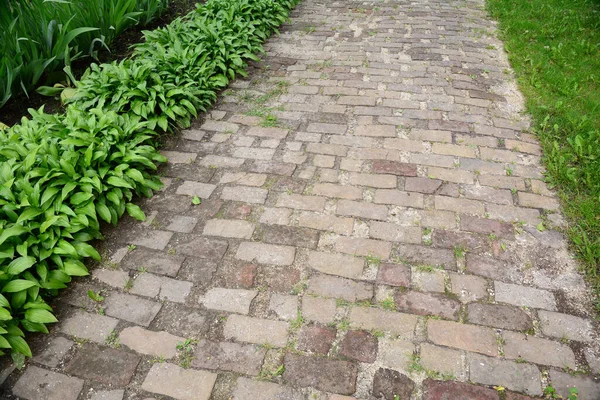 Alter Ziegelweg Roter Ziegelpflaster Mit Hostas Wegerich Lilien Die Entlang — Stockfoto