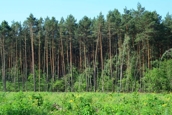 Uma Área Exploração Madeireira Limpa Perto Floresta Pinheiros Risco Desmatamento — Fotografia de Stock