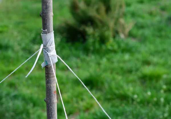 Primer Plano Atar Árbol Joven Con Una Cuerda Con Riesgo — Foto de Stock