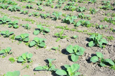 Yaz mevsiminde sebze bahçesinde kabak fideleri ekilir ve yetiştirilir..