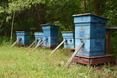 Arıcılık ya da apikultür: Bal kovanları bir sürü ahşap bal arısı kovanına sahip arı çiftliği, ormanın yakınındaki çayıra akasya, ıhlamur ve bal toplamak için yerleştirilir..