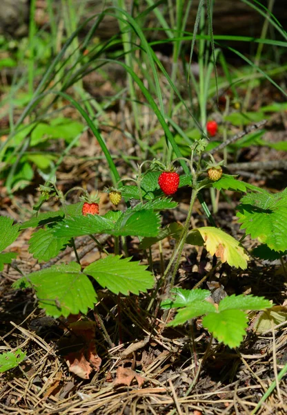 Fragaria Vesca Căpșuni Sălbatice Căpșuni Alpine Sau Carpatice Plantă Europeană — Fotografie, imagine de stoc