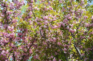 Sakura 'ya yakın plan, süslü kiraz ağacı, küçük pembe çiçeklerle dolup taşıyor..