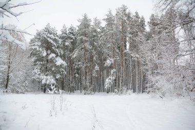  Çam ağaçları kış ormanında ilk karı örtüyor. Çam ormanı geçmişi