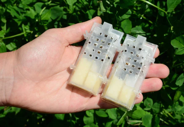 Een Man Houdt Twee Plastic Kooien Met Honingbijenkoninginnen Wat Bijen — Stockfoto