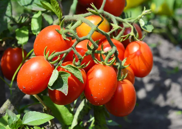 Une Grappe Tomates Rouges Prune Roma Pâte Sur Une Plante — Photo