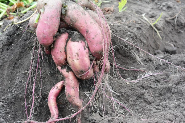 Tumbuh Panen Menggali Ubi Jalar Kumara Ipomoea Batatas Ubi Kebun — Stok Foto