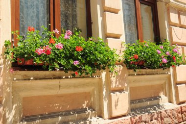 Evin dış yüzeyini çiçek ve yeşillikle süslemek için güzel bir pencere bahçesi, çiçek açan pelargonyum vitrinleri, kırmızı, pembe ve turuncu çiçekleri olan sardunya bitkileri,.