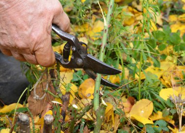 Sonbaharda güllere dikkat: gülleri budamak, gülleri budamak, uzun gülleri kesmek, fırtına sırasında kırılabilecek ve hastalıklı kamışları ortadan kaldırmak.. 