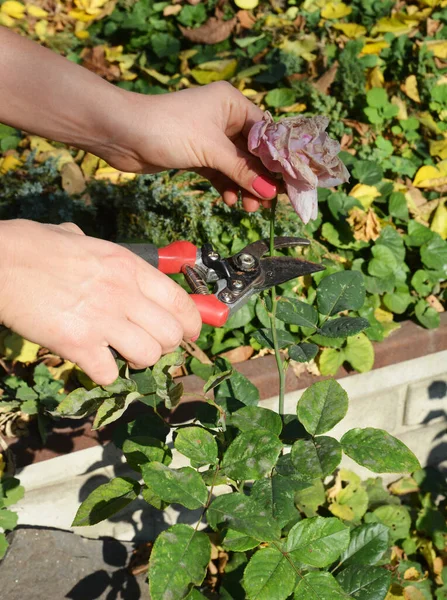 Descabezamiento Rosas Mediante Eliminación Flores Descoloridas Utilizando Tijeras Podar Antes — Foto de Stock