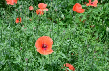 Papaver rhoeas, sıradan mısır haşhaşı, tarla kırmızısı gelinciği çiçekleri. 