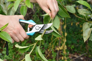 Bahçıvan yazın armut dalını buduyor. Yaz meyvelerinin budanmasını kapat..