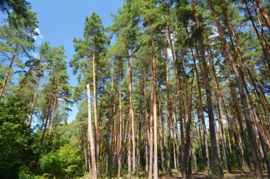 Güneşli yaz gününde çam ağacı ormanı. Çam ormanları. Çam ormanları genellikle kuru yamaçlarda meydana gelir..