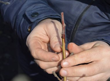 Bahçıvan meyve bahçesinde elma grefti yapıyor.. 