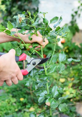 How To Deadhead Roses. Gardener deadheading roses bush