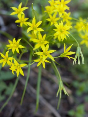        İlkbahar, ilk çiçekler, sarı yıldızlar şeklinde.    