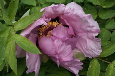 Botanik bahçesinde, büyük bir pembe şakayık çiçeği, Yaprakları nazikçe kapladı