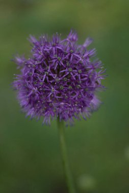 Sıcak bir yaz gününde yeşil arka planda yabani soğan çiçeği