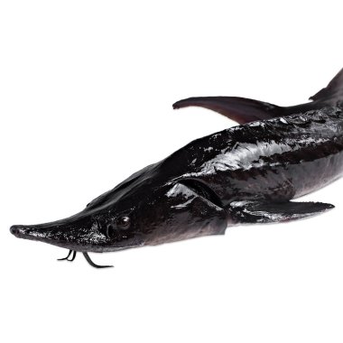  beyaz bir arka plan üzerinde mersin balığı