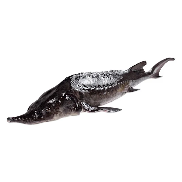 Рыба Осетра Белом Фоне — стоковое фото
