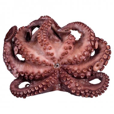 beyaz zemin üzerine taze ahtapot