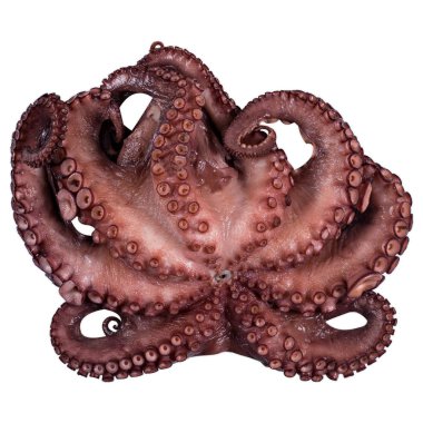 beyaz zemin üzerine taze ahtapot