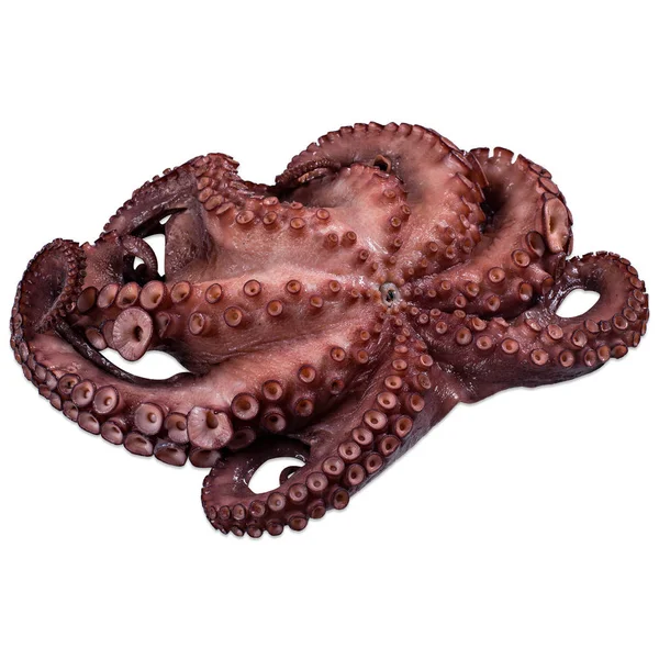 Verse Octopus Witte Achtergrond — Stockfoto