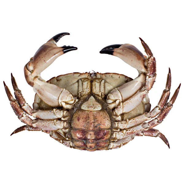 Fresh Crab White Background — Stock Photo, Image