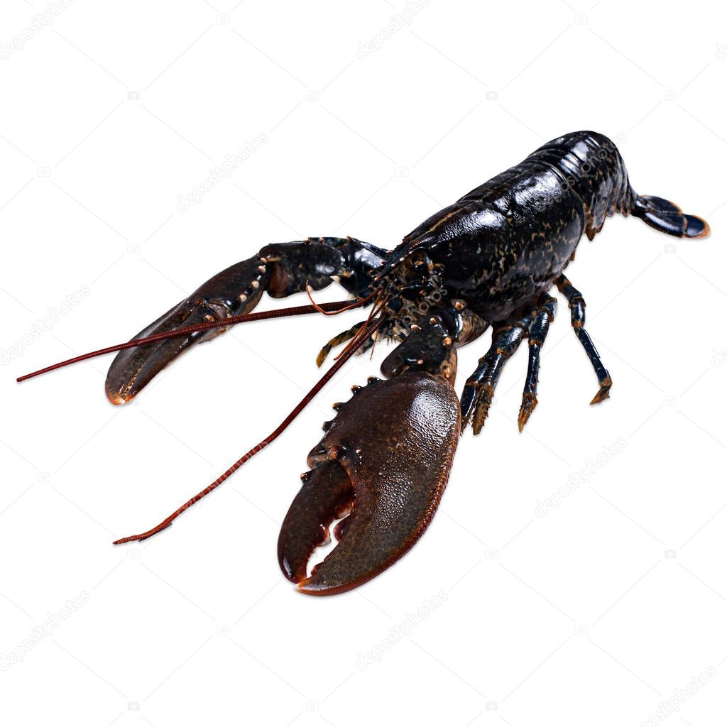 Fresh Lobster isolated on white background. 