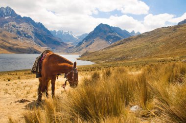 Peru 'daki Querococha Gölü' nde bir atla güzel bir manzara.
