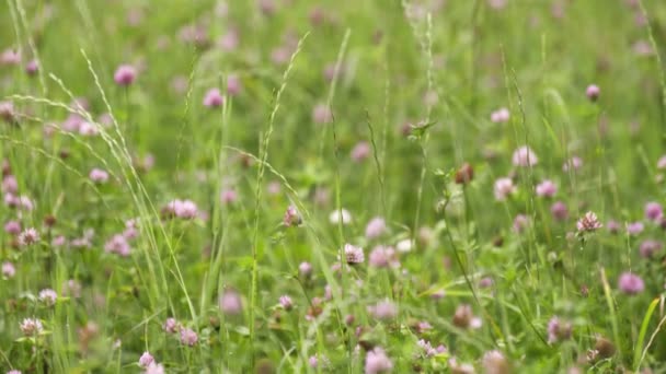 Рожеві квіти, що ростуть у зеленому трав'яному полі — стокове відео