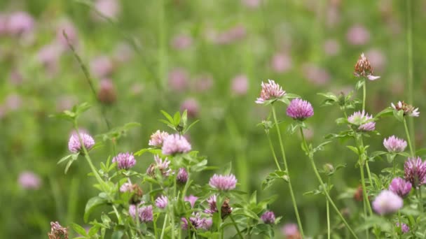 분홍색 야생화 푸른 잔디 풀밭에서 성장 — 비디오