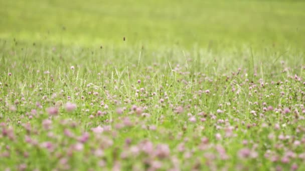 Fiore di trifoglio rosa in crescita nel margine verde erba — Video Stock