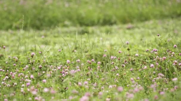 Bright clover flower growing in green grass margin — Stock Video