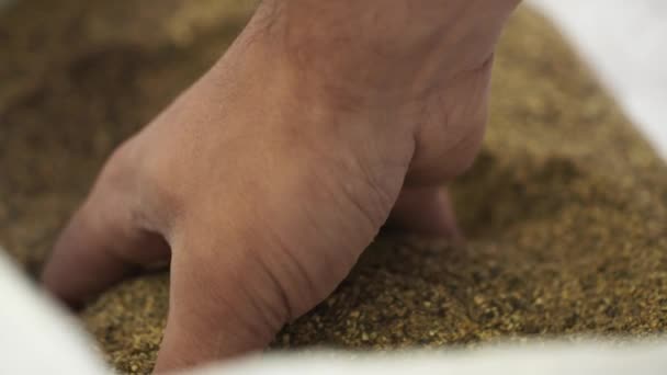 Человек берет коричневое зерно из мешка и проходит через пальцы обратно в замедленной съемке. — стоковое видео