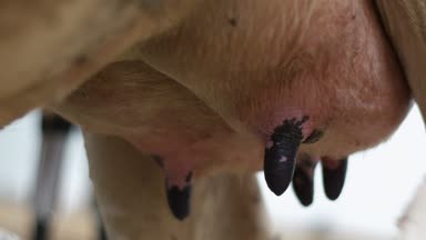 Onun meme bez ile temizleyerek sağım için inek işçisi kadın hazırlar