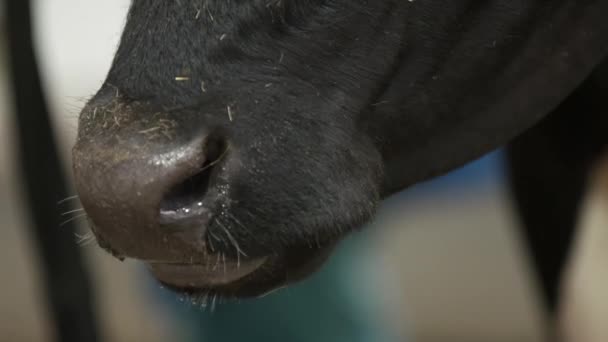 牛の口の中をスローモーションでカメラの前で噛む — ストック動画