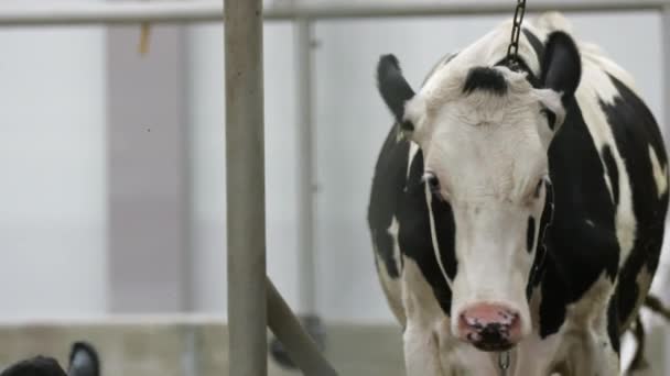 Branco apontou vaca permanece em stall e mostra sua longa língua rosa na fazenda em câmera lenta — Vídeo de Stock