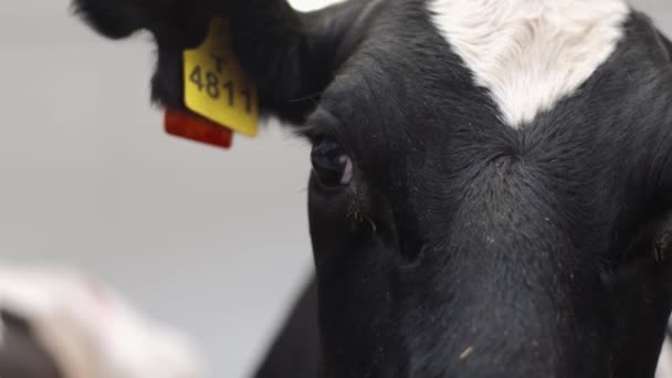 Vaca fica na frente da câmera, pisca e fareja lente — Vídeo de Stock