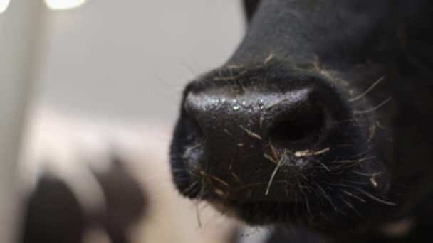 Krowy w ustach wąchania mans ręce z przodu kamery w zwolnionym tempie — Wideo stockowe