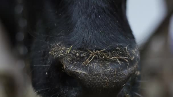 Zwarte koeien mond doorgeven voor camera in slow motion — Stockvideo
