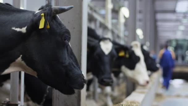 Чорна корова жує їжу в кабінці на фермі поруч з іншими коровами — стокове відео