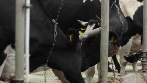 Корова смотрит направо и возвращается назад, когда она стоит в кабинке рядом с коровами на ферме — стоковое видео