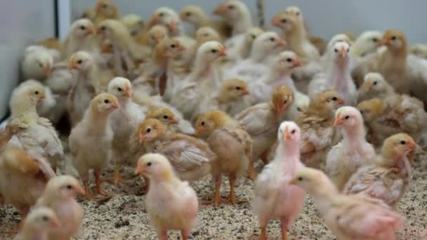 Stelletje baby kuikens getjilp, rennen en spelen met elkaar op hennery — Stockvideo