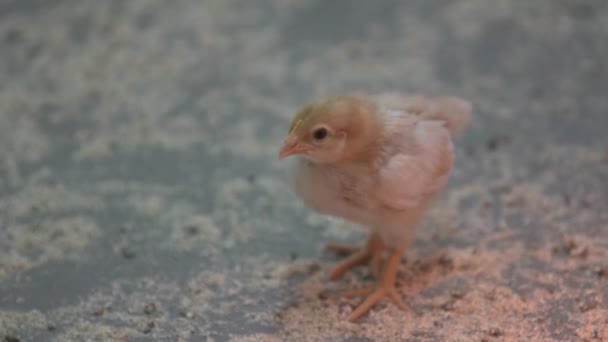 One lonely baby chick stays near other baby chicks in middle of poultry farm — Stock Video