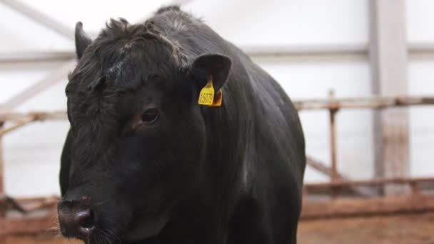 Dagelijkse boerderij. Grote zwarte koe verblijf in houten kraal en rondkijken — Stockvideo