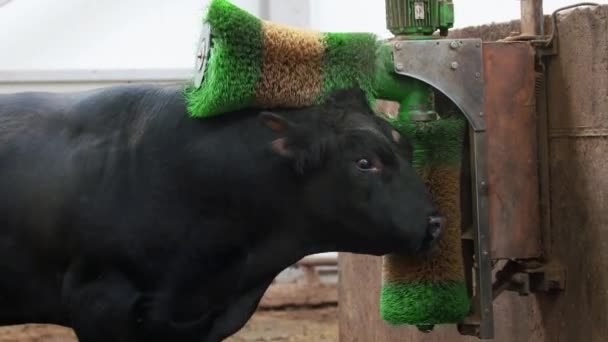 Style de vie agricole. Bull se nettoie avec des brosses à la ferme  